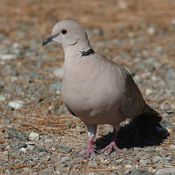 Turkinkyyhky, Eurasian Collared Dove, Streptopelia decaocto